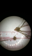 Bulbostylis stenophylla