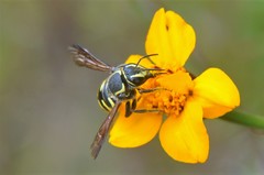 Paranthidium