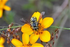 Paranthidium