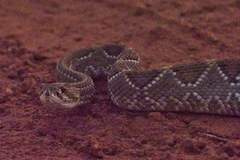 Crotalus durissus