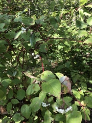 Cornus sericea