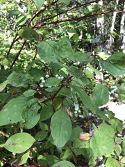 Cornus sericea