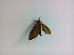 Marumba dyras