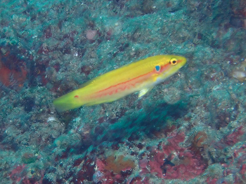 Bodianus bimaculatus observed 2025-04-07