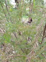 Hakea nodosa