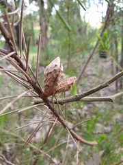 Hakea nodosa