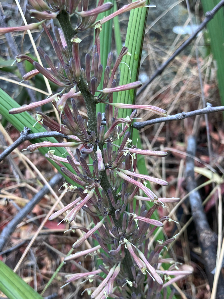 Sansevieria pearsonii N.E.Br.
