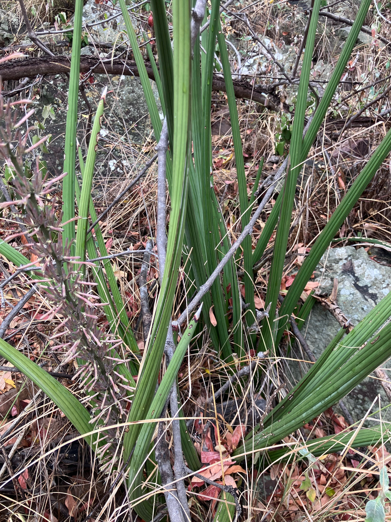 Sansevieria pearsonii N.E.Br. 3