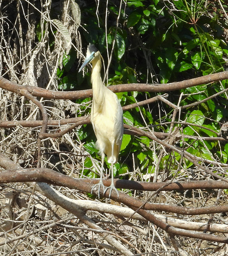 Capped Heron