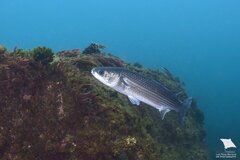 Thick-Lipped Mullet photo 4