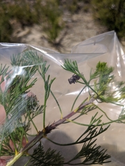 Drymopsalta daemeli