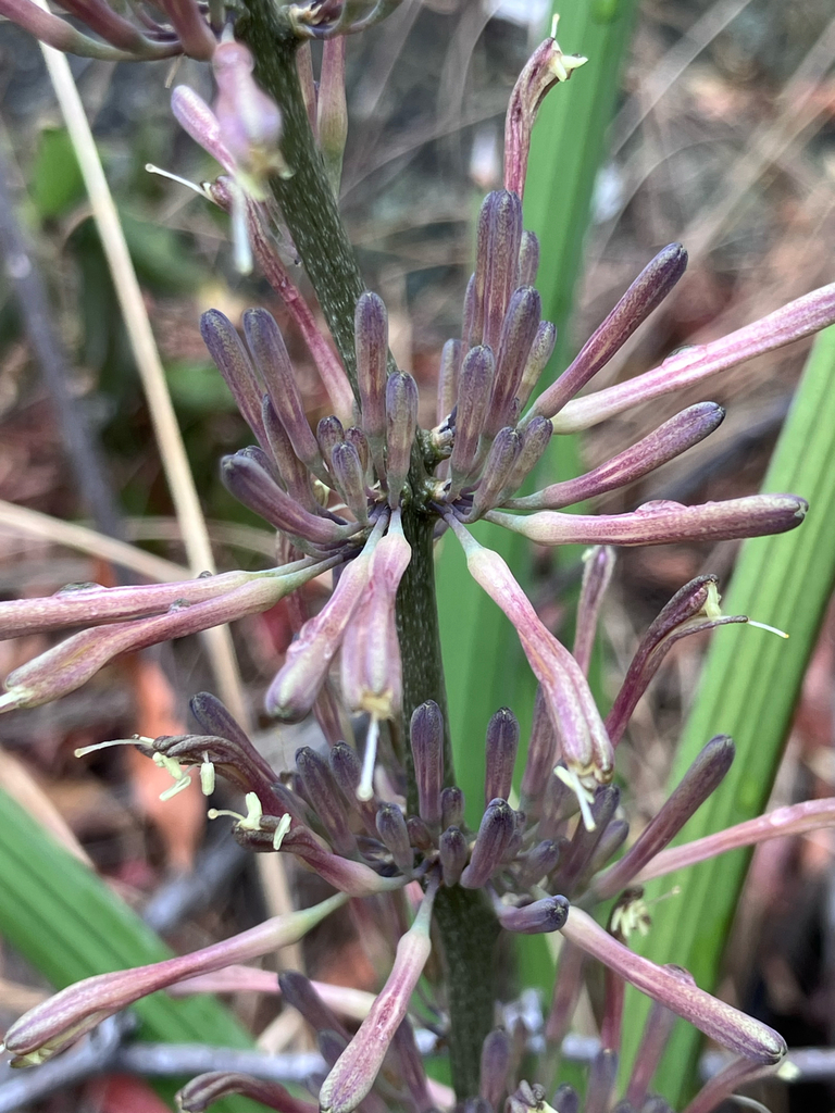 Sansevieria pearsonii N.E.Br. 2
