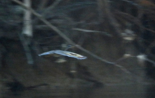 Sunbittern