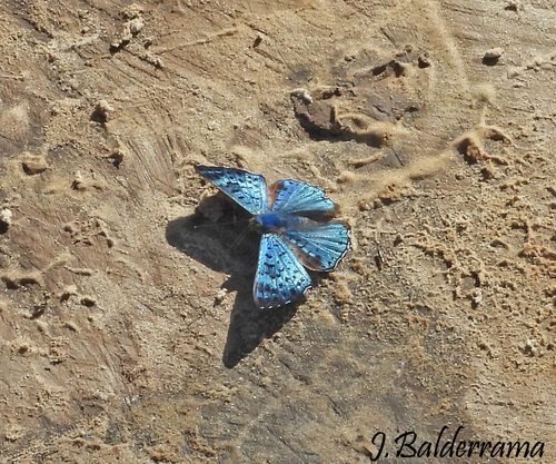 black-patch bluemark