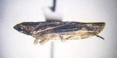 Epiptera