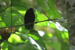 Lepidothrix velutina