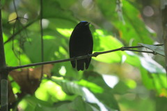 Lepidothrix velutina