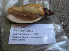 Alcithoe fusus image
