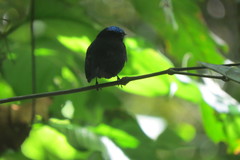 Lepidothrix velutina