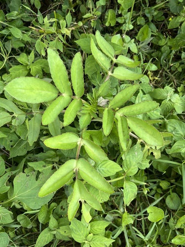 Kalanchoe prolifera (Kalanchoe prolifera)