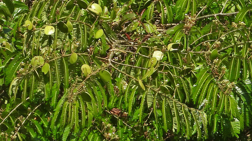 Macrolobium acaciifolium