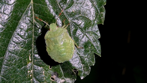 Green shield bug