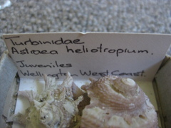Astraea heliotropium image