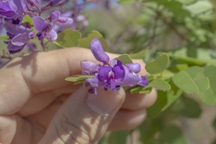 Pterodon emarginatus