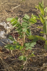 Pterodon emarginatus