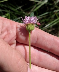Erigeron glabellus
