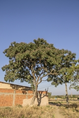 Pterodon emarginatus