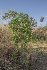 Pterodon emarginatus