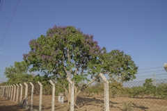 Pterodon emarginatus