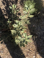 Eriodictyon crassifolium