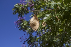 Pterodon emarginatus