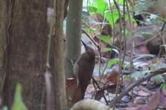 Dendrocolaptes sanctithomae