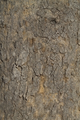 Pterodon emarginatus