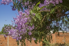 Pterodon emarginatus