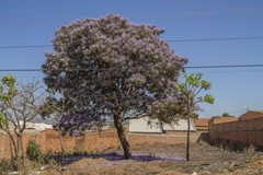 Pterodon emarginatus