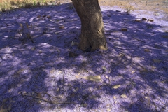 Pterodon emarginatus