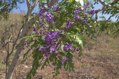 Pterodon emarginatus