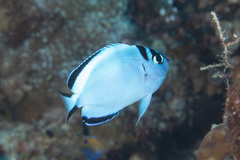 Watanabe's Angelfish photo 4
