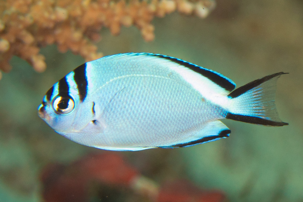 Blackedged angelfish (Genicanthus watanabei) — Pomacanthidae