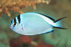 Watanabe's Angelfish photo 1
