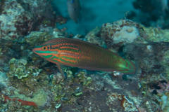 Halichoeres biocellatus