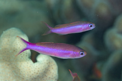 Luzonichthys waitei