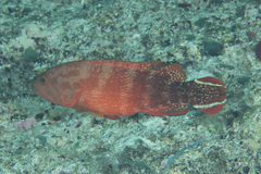 Cephalopholis urodeta