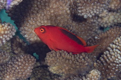 Flame Hawkfish photo 2