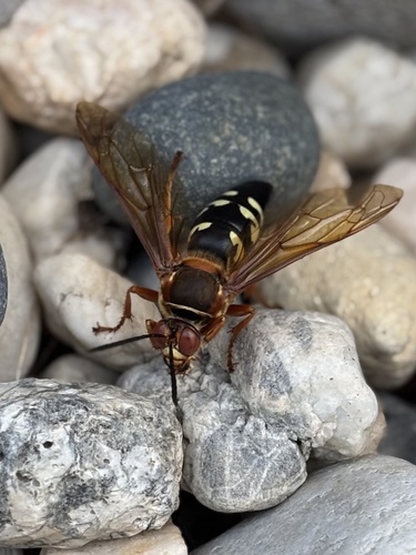 Eastern cicada killer