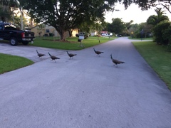 Pavo cristatus × muticus